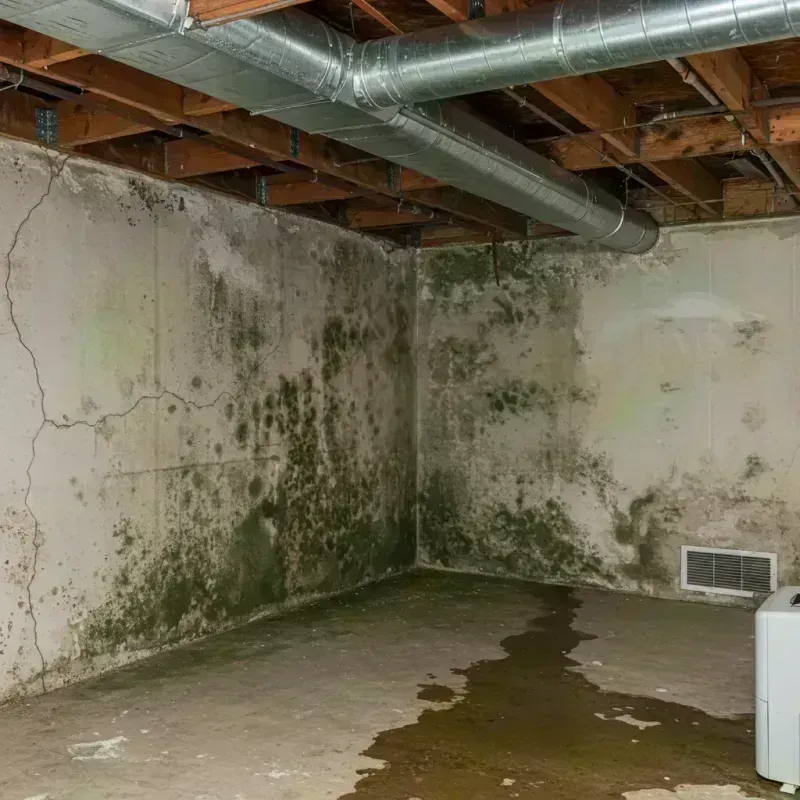 Professional Mold Removal in Shannon, MS